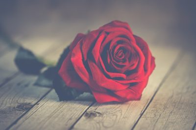 Rose Day: Rose Quotes